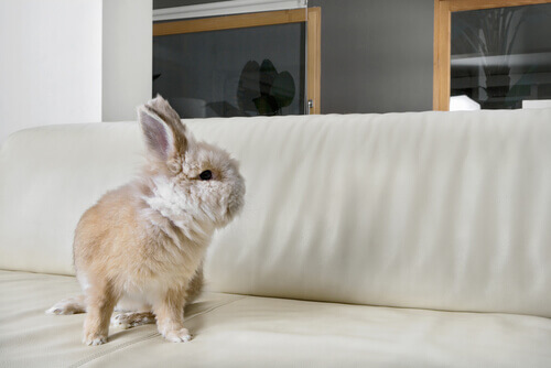 coniglio bianco sul divano 