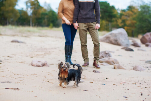 Coppia che fa una passeggiata in spiaggia con il cane
