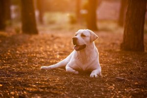 8 cose da imparare dal vostro cane