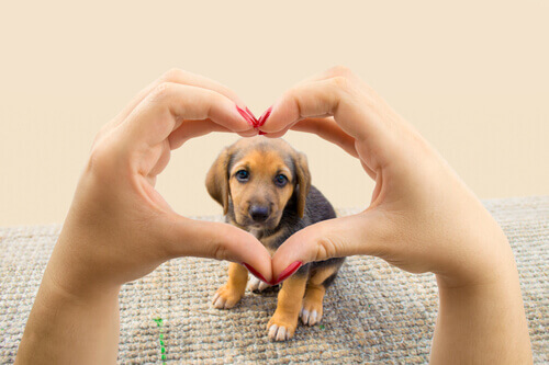 Unico obiettivo del vostro cane: donarvi il suo cuore