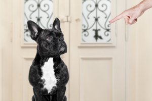 Educare il cane: gli errori più comuni