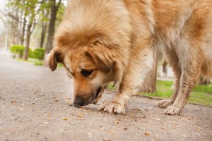 Evitare che il cane mangi per strada