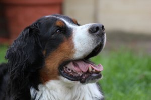 Scopriamo perché il fumo fa male ai nostri animali