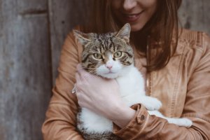 La toxoplasmosi nel gatto: di cosa si tratta?