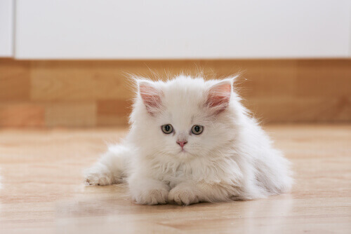 Gatto bianco a pelo lungo