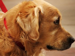 Rimedi fatti in casa contro le punture di pulci