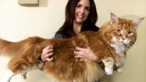 Conosciamo insieme il gatto più grande del mondo