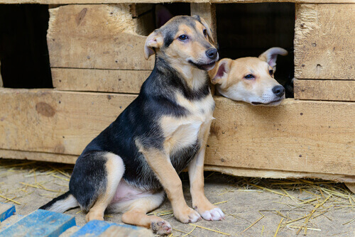 due cani in struttura di legno