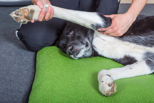 Scoprite i benefici dei massaggi per cani