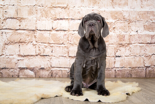 cucciolo di mastino napoletano seduto