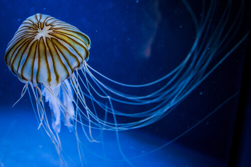 Le meduse sono urticanti, ma non tutte