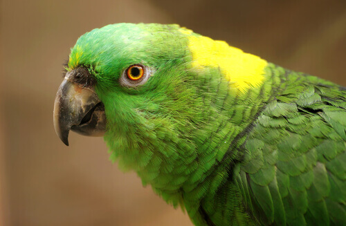 Depressione nei pappagalli: cause, sintomi e trattamento
