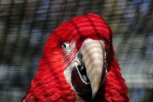 pappagallo rosso in primo piano