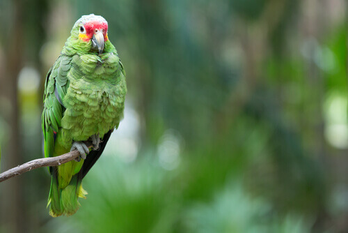 pappagallo verde su un ramo 