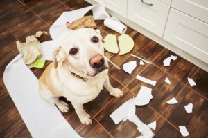 Evitare i problemi di comportamento del cane