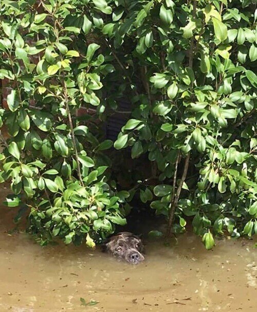 pitbull in acqua e piante