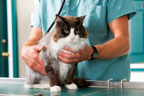 veterinario che visita un gatto affetto da toxoplasmosi