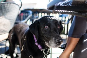 Consigli per viaggiare in aereo con il vostro cane
