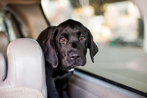 Viaggiare in macchina con il cane: consigli e precauzioni