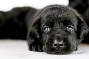 Adottare un cane: tutto quello che dovete sapere