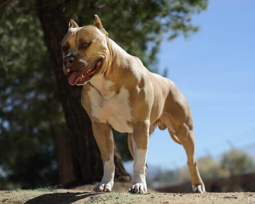 cane di razza American Pitbull Terrier 