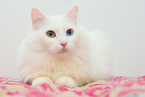 Gatto d'Angora bianco con occhi diversi 
