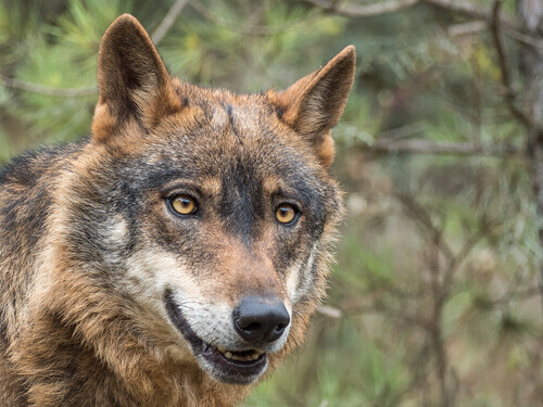 Il lupo iberico è a rischio d'estinzione