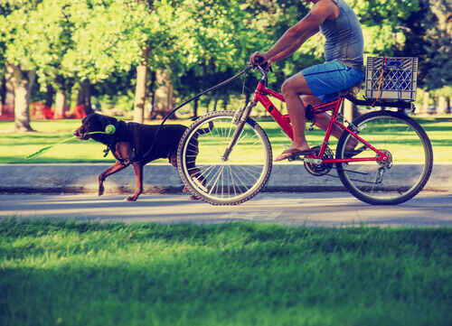 uomo in bicicletta con cane al guinzaglio