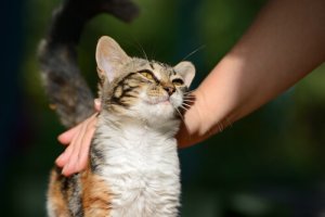 I gatti adattano il loro comportamento a quello dei loro padroni