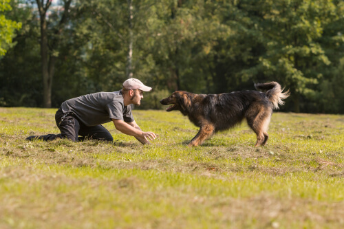 addestratore per terra e cane difronte a lui