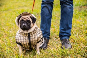 L'aggressività nei cani per un atteggiamento iperprottetivo
