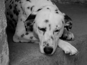 Imparate a diagnosticare l'anemia nei cani