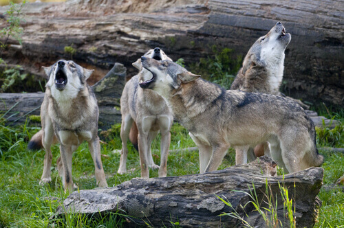 Il comportamento di un branco di lupi