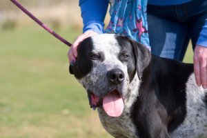 Tirare il guinzaglio: conseguenze per la salute del cane