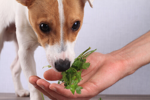 cane che mangia verdure dalla mano del padrone 