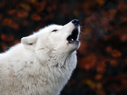 lupo bianco che ulula