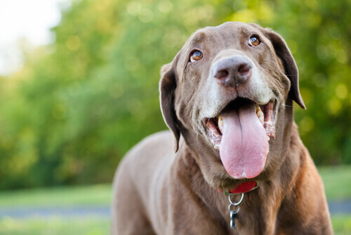cane marrone con lingua di fuori 