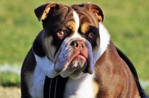 Quanto costa mantenere un cane?