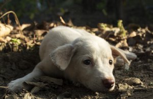 Un cane depresso può arrivare a suicidarsi