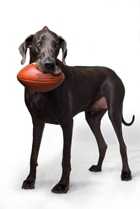 Cane grande con palla da rugby