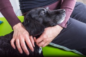 Trattare le infezioni urinarie del cane