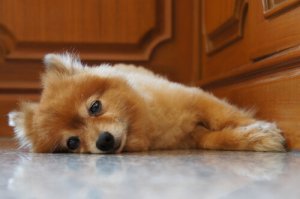 Come calmare il pianto notturno di un cucciolo