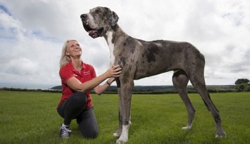 Ecco il cane più grande del mondo