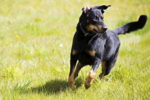 Consigli su come addestrare cani indipendenti