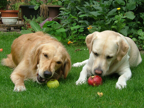 cani che mangiano mele in giardino 