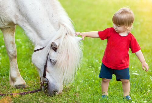 bambino accarezza pony bianco