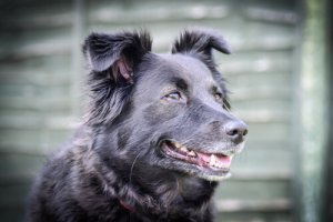 Come calmare un cane arrabbiato?