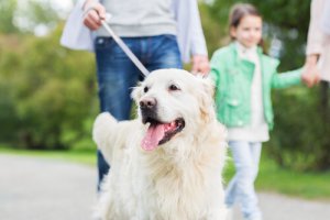 10 cose che il vostro cane fa per voi
