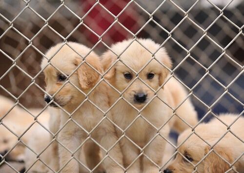 cuccioli di cane in gabbia 