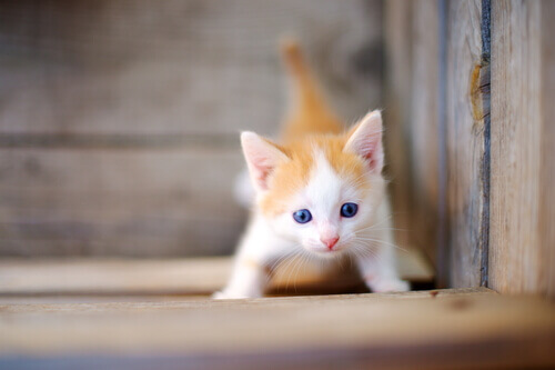 gattino color bianco e arancione